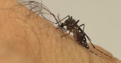Dengue aumenta no Brasil