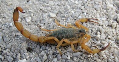 Nesta época de tempo quente e úmido, escorpiões saem à procura de abrigo em lugares secos e usam veneno como mecanismo de defesa, quando se sentem ameaçados (Foto: Reprodução0