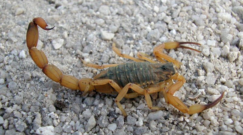 Nesta época de tempo quente e úmido, escorpiões saem à procura de abrigo em lugares secos e usam veneno como mecanismo de defesa, quando se sentem ameaçados (Foto: Reprodução0