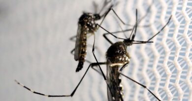 Aprovada vacina contra a dengue