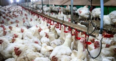 Agrodefesa intensifica fiscalização do trânsito das aves intra e interestadual e em granjas avícolas para prevenir influenza aviária (Foto: Divulgação)