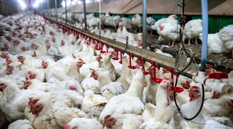 Agrodefesa intensifica fiscalização do trânsito das aves intra e interestadual e em granjas avícolas para prevenir influenza aviária (Foto: Divulgação)