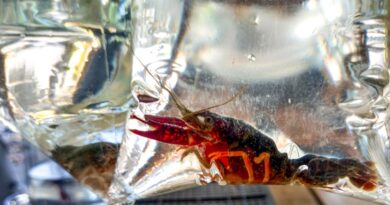 Rio de Janeiro (RJ), 19/03/2023 - Apesar de proibição, lagostim-vermelho (Procambarus clarkii) é vendido livremente em feira do Rio de Janeiro. Foto:Vitor Abdala/Agência Brasil