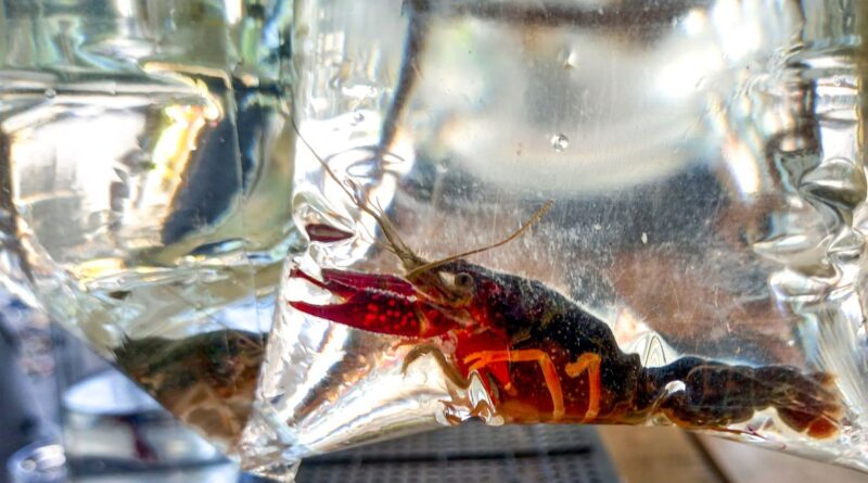 Rio de Janeiro (RJ), 19/03/2023 - Apesar de proibição, lagostim-vermelho (Procambarus clarkii) é vendido livremente em feira do Rio de Janeiro. Foto:Vitor Abdala/Agência Brasil
