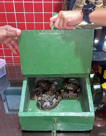 Píton ball solta no Parque Nacional da Tijuca é encontrada e buscas se encerram. Foto: Divulgação