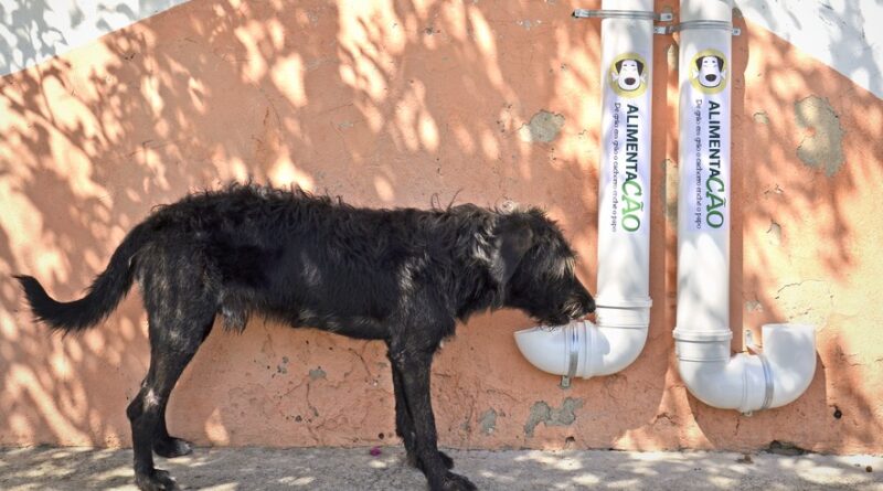 No Brasil, assim como em todo o mundo, é crescente o clamor popular em prol do bem-estar animal