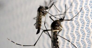 De janeiro a abril casos de dengue cresceram 30%