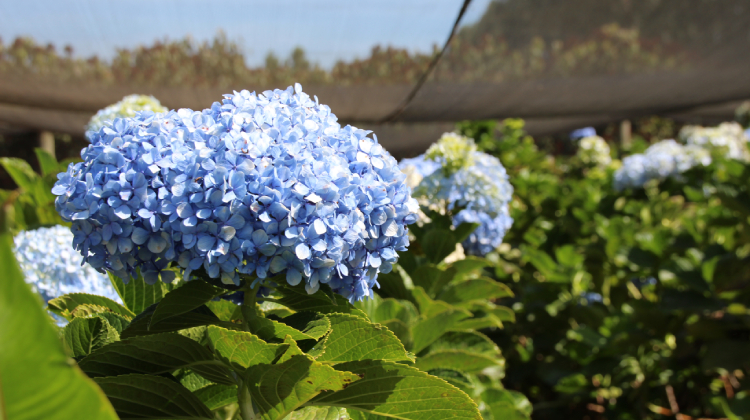 As hortênsias são perenes e oferecem a possibilidade de ser comercializadas em corte e de formar um campo para visitação sempre disponível ao público