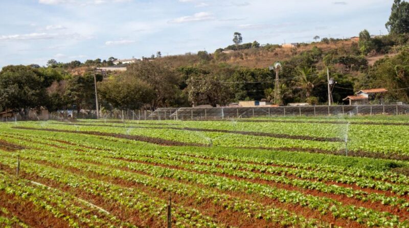 Por meio da Secretaria de Agricultura, o governo municipal começou o Projeto Horta Comunitária