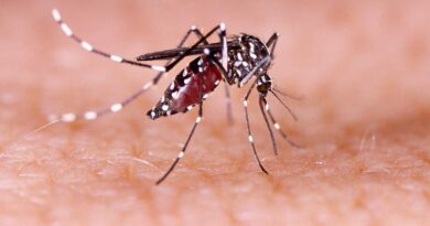 Mosquito Aedes aegypti