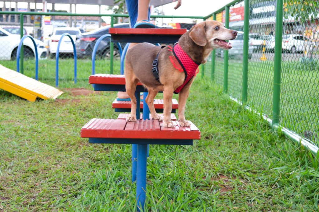 Localizado na SIND QI, na Ponte Alta Norte, o ParCão oferece obstáculos e espaços para recreação de cães e gatos | Foto: Divulgação/Ascom Gama
