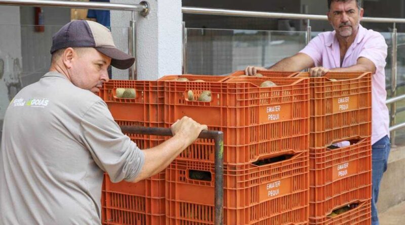 Desde o início da colheita, já foram doadas cerca de 6 toneladas de pequi e, até o final da safra, a previsão é que sejam entregues 7,5 toneladas do fruto (Foto: Emater)