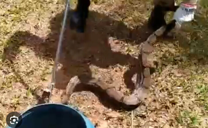 Cobra capturada por Bombeiros e, Luziânia