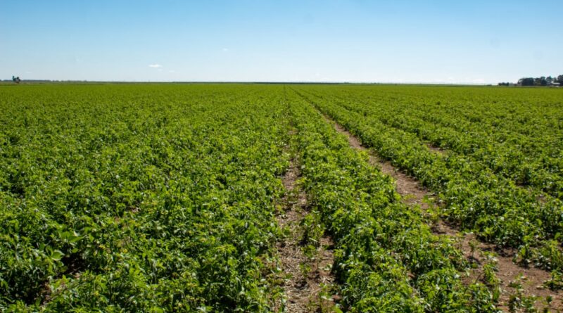 A Seapa estima 13,7 mil hectares dedicados à cultura no Estado, com expectativa de produzirem média de 93,7 toneladas por hectare rm 2024. Foto: Renato Caetano