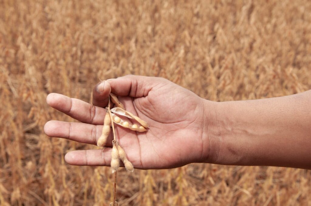 Agropecuária é setor com maior crescimento no PIB: destaque para o cultivo de grãos (Foto: Ênio Tavares)
