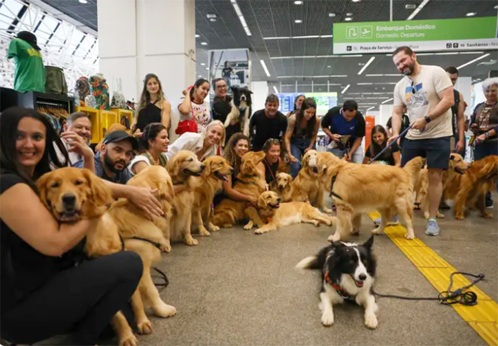 Tutores da cães, principalmente da raça golden retriever cobraram justiça pela morte de Joca durante uma viagem aérea - Fabio Rodrigues-Pozzebom/Agência Brasil