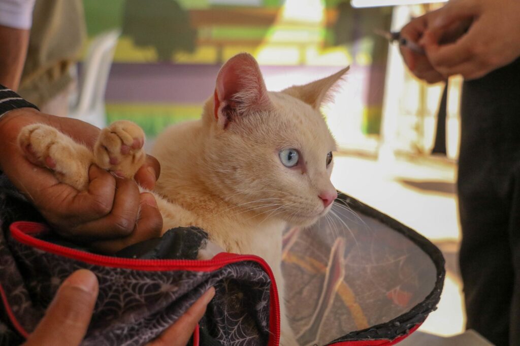 Tutores de animais podem diminuir o desconforto dando carinho ou oferecendo petiscos ao mascote | Foto: Matheus H. Souza/Agência Brasília