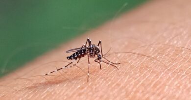 GOIÁS E OUTROS 5 ESTADOS RESPONDEM POR 84% DOS CASOS DE DENGUE NO BRASIL. (FOTO: REPRODUÇÃO)