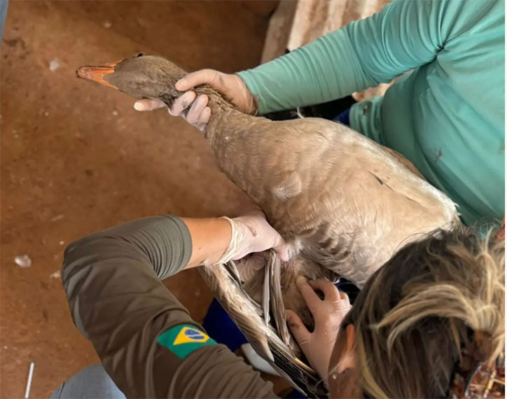 Goiás nunca registrou casos de Influenza Aviária (Foto: Agrodefesa)