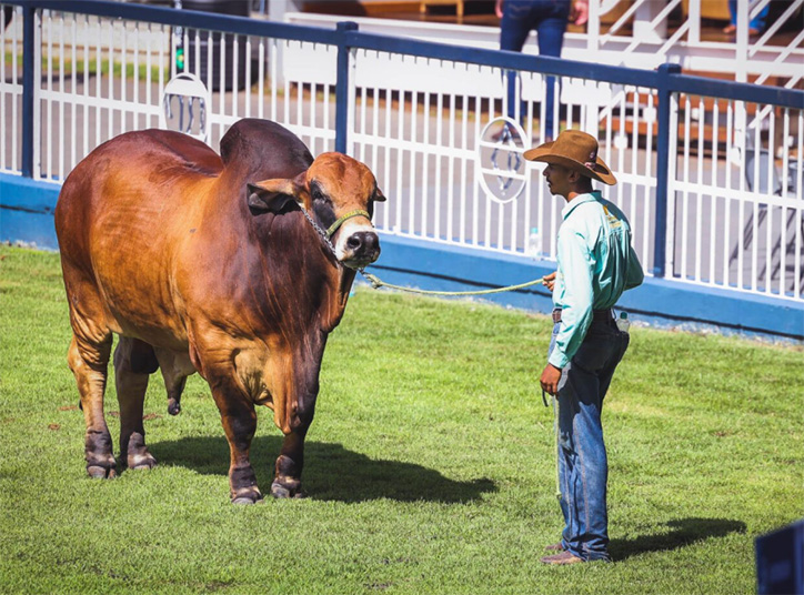 Na programação, julgamentos e concursos leiteiros, leilões, shoppings de animais, Museu do Zebu, vila cultural e gastronômica mineira e shows sertanejos (Foto: Hegon Correa)
