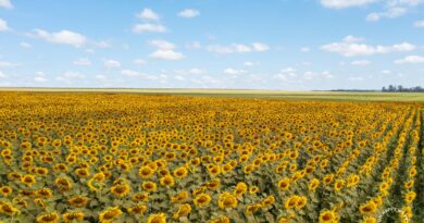 O mar amarelo de Girassóis encanta e dá um colorido especial á natureza