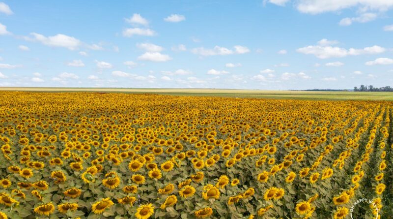 O mar amarelo de Girassóis encanta e dá um colorido especial á natureza