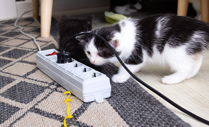 Convivência entre pets e instalações elétricas exige atenção redobrada para evitar acidentes graves