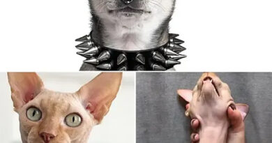 Lei proíbe tatuagens e piercing em cães ou gatos