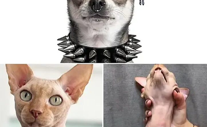 Lei proíbe tatuagens e piercing em cães ou gatos