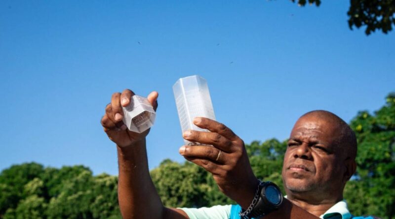 Soltura dos mosquitos com Wolbachia está prevista para o segundo semestre do ano, em Valparaíso de Goiás e Luziânia