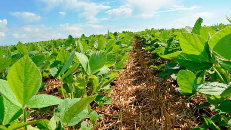 O município de Cristalina é destaque na produção e exportação de soja. Foto: Alécio Maróstica/ Sindicato Rural de Cristalina