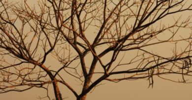 Estiagem já dura até 95 dias em algumas regiões de Goiás e a umidade relativa do ar pode cair para menos de 20% (Foto: Semad)