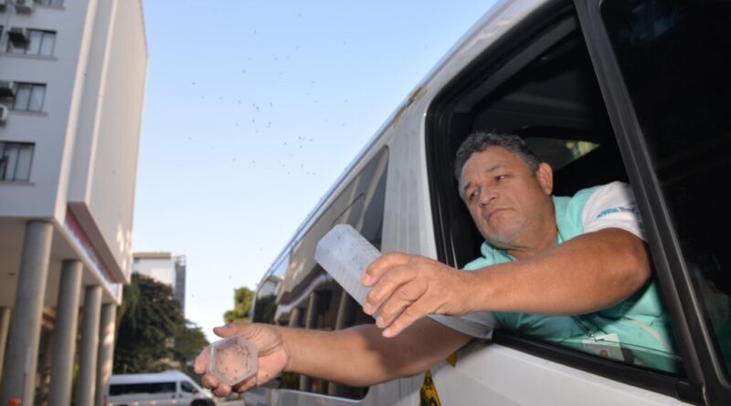 Bactéria Wolbachia, quando presente no Aedes aegypti, impede a transmissão dos vírus da dengue, zika e chikungunya