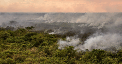 Defesa Civil Alerta pode ser acionado em incêndios florestais no Centro-Oeste (Foto: Agência Brasil)