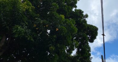 Equatorial Goiás orienta sobre segurança ao colher mangas perto da rede elétrica