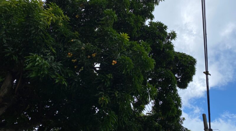 Equatorial Goiás orienta sobre segurança ao colher mangas perto da rede elétrica