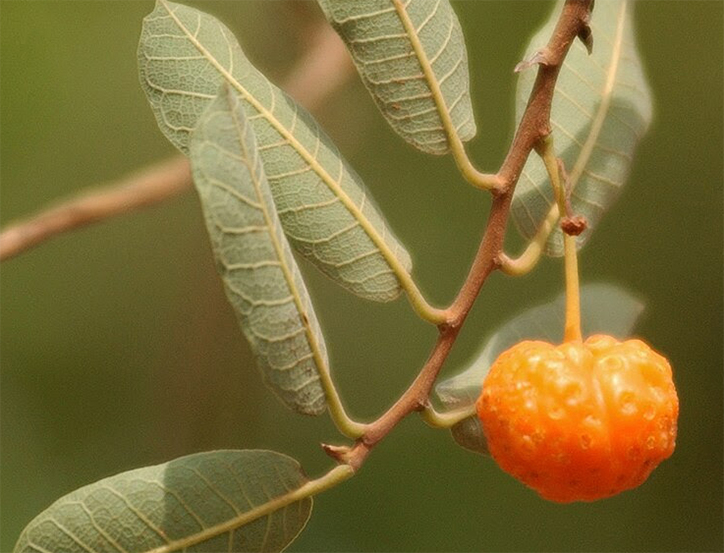 Historicamente, a planta é conhecida pelo uso medicinal, especialmente em tratamentos relacionados a distúrbios de pigmentação da pele, como o vitiligo. Foto: divulgação