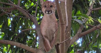 Onça-parda é resgatada em chácara do Novo Gama e morre durante transporte