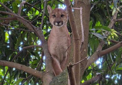 Onça-parda é resgatada em chácara do Novo Gama e morre durante transporte