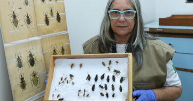 A bióloga Vilma Ramos Feitosa destaca a importância de ter cuidado com os insetos barbeiros e de acionar a Vigilância Ambiental | Foto: Sandro Araújo/Agência Saúde DF