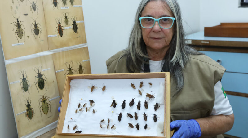 A bióloga Vilma Ramos Feitosa destaca a importância de ter cuidado com os insetos barbeiros e de acionar a Vigilância Ambiental | Foto: Sandro Araújo/Agência Saúde DF