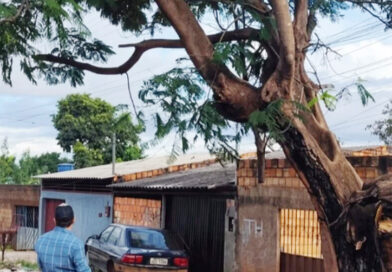 Secretaria de Meio Ambiente realiza vistoria e programa retirada de árvore com risco de queda no Bairro Ipanema