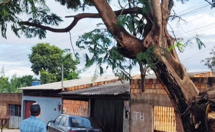 Secretaria de Meio Ambiente realiza vistoria e programa retirada de árvore com risco de queda no Bairro Ipanema