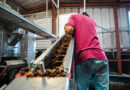 Produção de uva dobra em quatro anos em Goiás, impulsionando a vitivinicultura e o surgimento de novos destinos