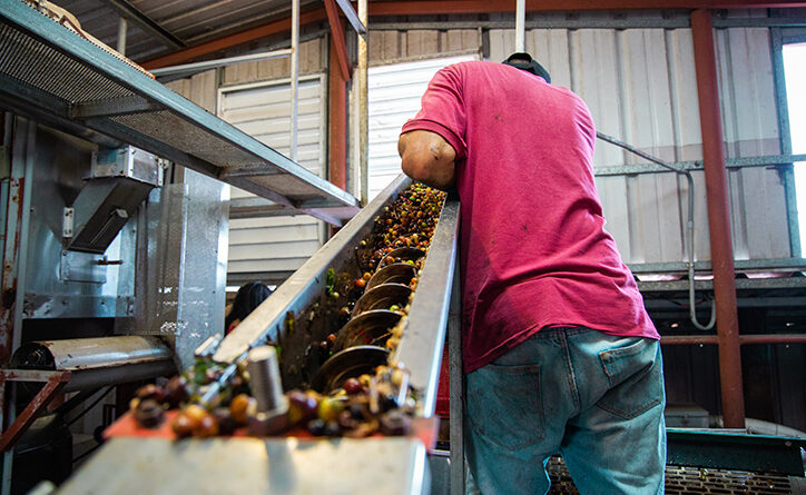 Produção de uva dobra em quatro anos em Goiás, impulsionando a vitivinicultura e o surgimento de novos destinos