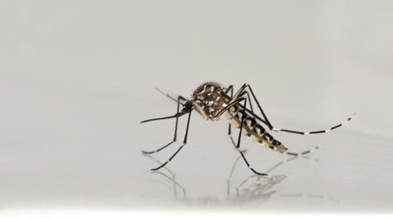 Goiás registra alta de 14% nos casos de dengue e já soma mais de 93 mil infecções em 2026