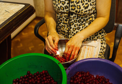 Produção de uva dobra em quatro anos em Goiás, impulsionando a vitivinicultura e o surgimento de novos destinos