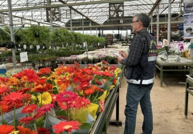 Flores para o Dia de Finados têm diferença de até 605% nos preços em Goiás