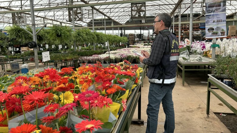 Flores para o Dia de Finados têm diferença de até 605% nos preços em Goiás