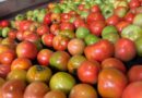 Goiás lidera produção nacional de tomate com 1,34 milhão de toneladas estimadas para 2026